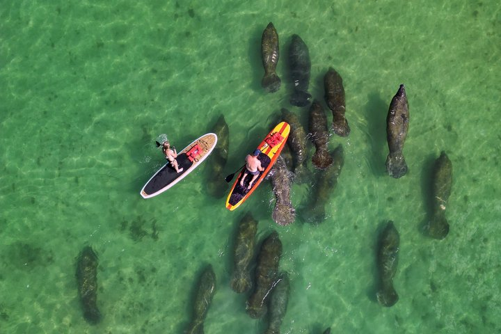 Dolphin and Manatee Tour of Marco Island by Kayak or SUP - Photo 1 of 13